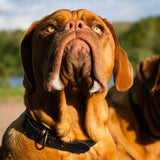 DogBelt Car Tire Collar