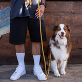 Laisse Chien Corde
