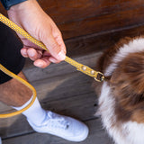 Laisse Chien Corde