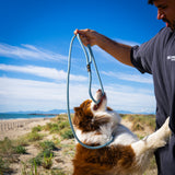 Laisse Chien Corde