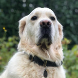 DOGBELT - Dog collar made of car tyre - LA VIE EST BELT