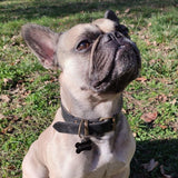 DOGBELT - Dog collar made of car tyre - LA VIE EST BELT