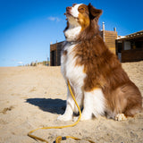Laisse Chien Corde