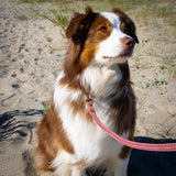 Laisse Chien Corde