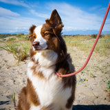 Laisse Chien Corde