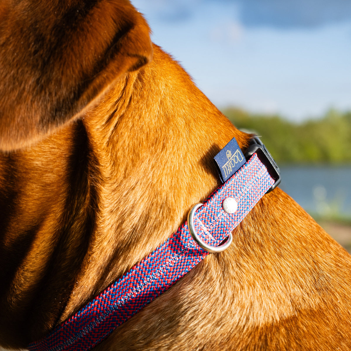 DogBelt Thick Rope Collar